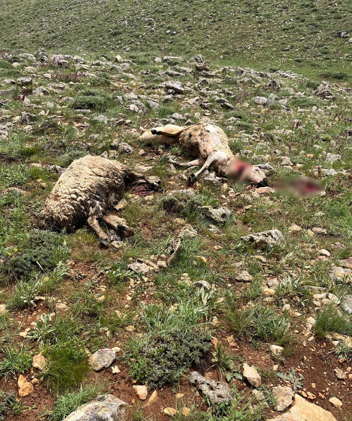 SİVAS’IN GÜRÜN İLÇESİNDE KOYUN SÜRÜSÜNÜN ÜZERİNE YILDIRIM DÜŞTÜ, 5 KOYUN TELEF...
