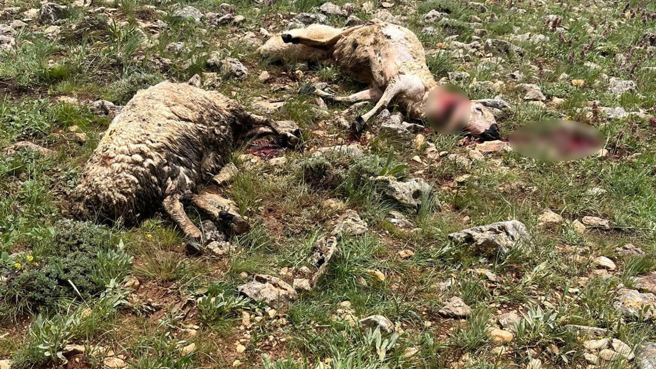 Sivas'ta Yıldırım Düşmesi Sonucu 5 Koyun Telef Oldu