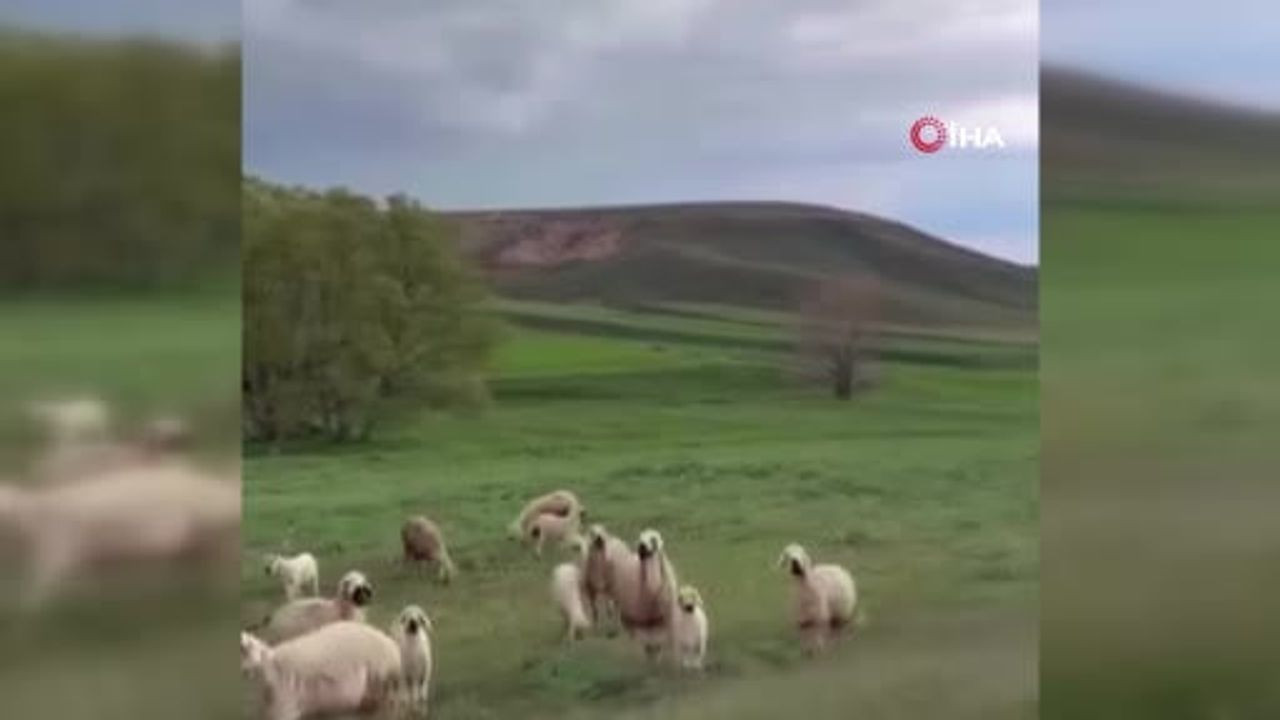 Sivas'ta Yıldırım İsabet Eden Çoban Hayatını Kaybetti