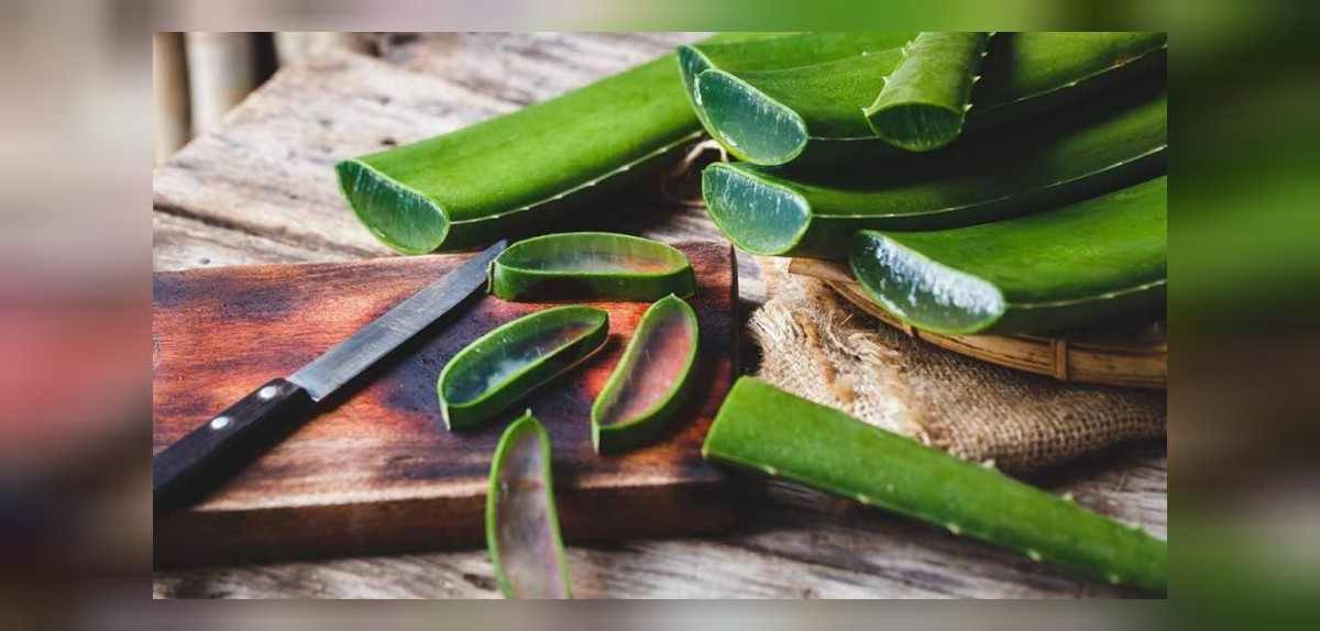 sivilceler için aloe vera jeli