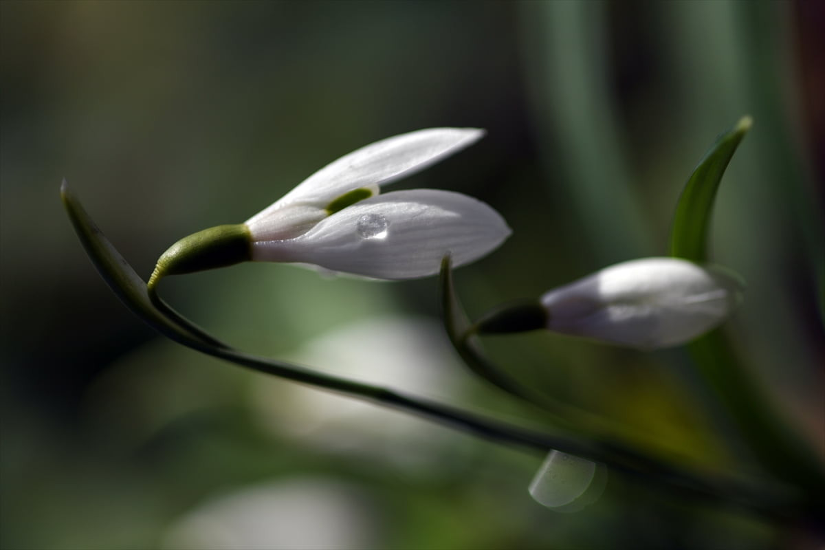Soğuk kışları ve yoğun kar yağışıyla bilinen Küre Dağları’nda baharın müjdecisi kardelenler...