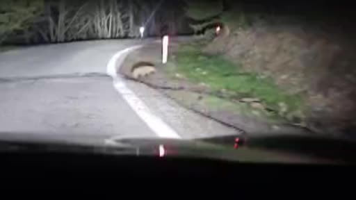 Soğuksu Milli Parkı'nda porsuk böyle görüntülendi