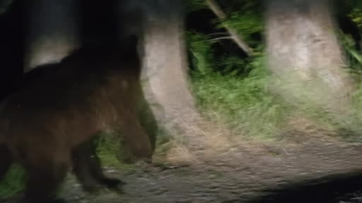 Soğuksu Milli Parkı'nda yaban hayatına başıboş köpek tehdidi