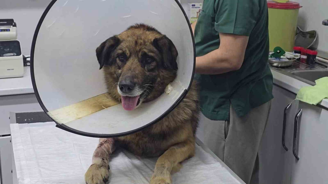 SOKAK KÖPEĞİ, 2,5 AYLIK YAŞAM MÜCADELESİNİ KAZANDI.