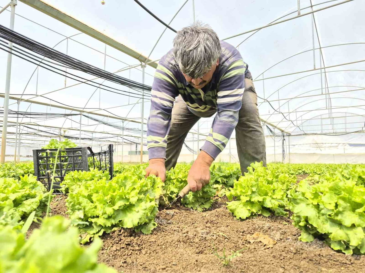 SON GÜNLERDE PAZAR TEZGAHLARINDAKİ YÜKSEK FİYATIYLA DİKKAT ÇEKEN MARUL, YAKLAŞIK 100 TL'YE...