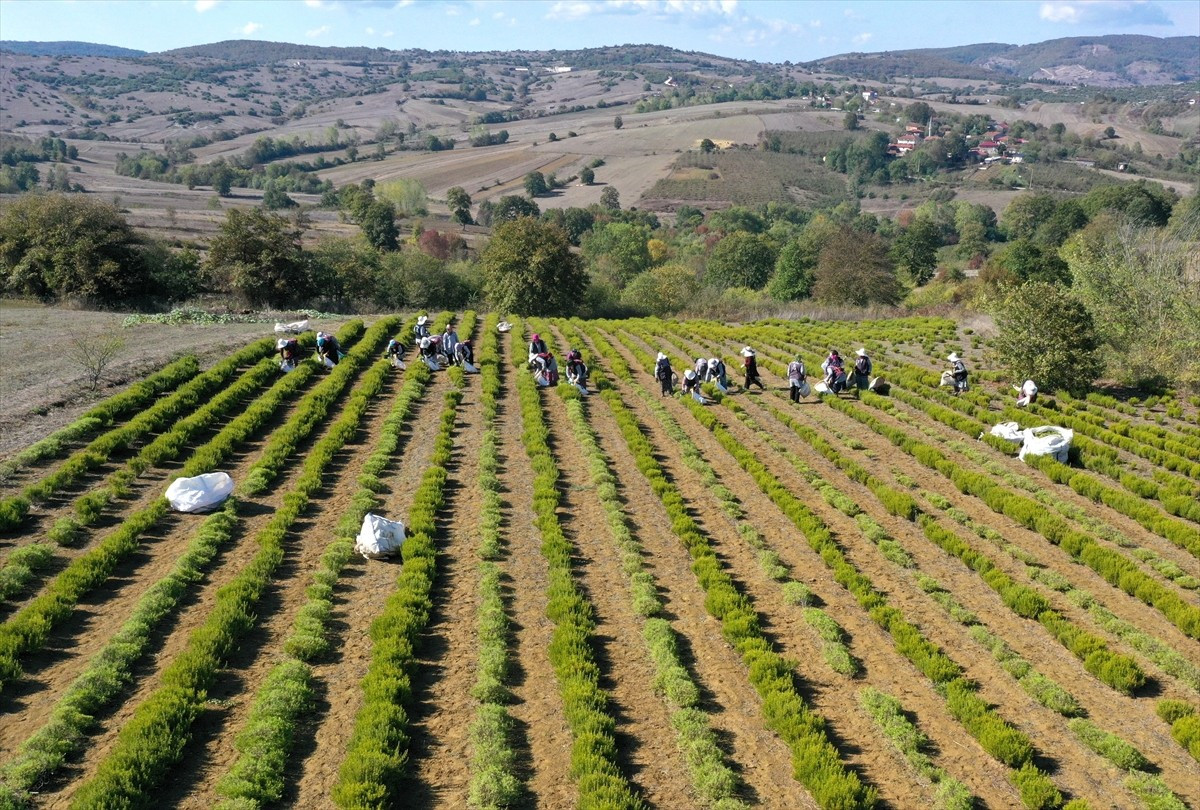 Son yıllarda tıbbi ve aromatik bitki üretiminde Türkiye'nin önde gelen merkezlerinden biri haline...