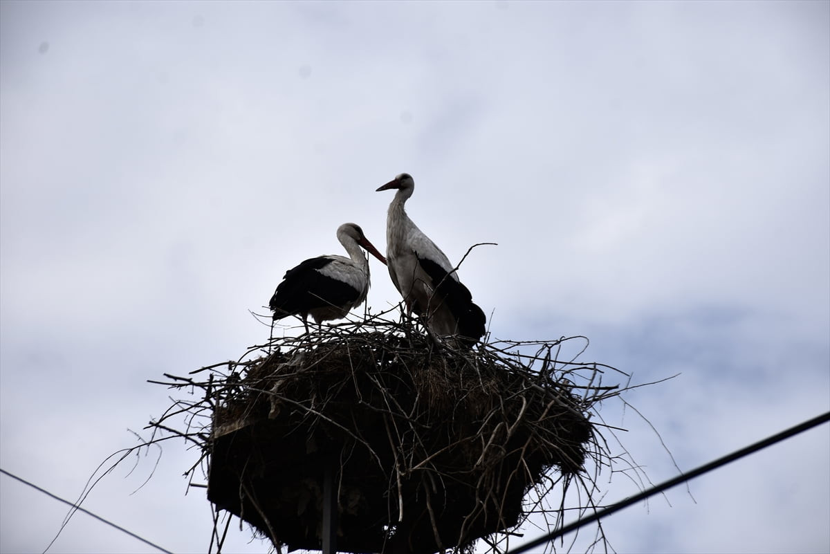 Sonbahar aylarında sıcak bölgelere göç eden leylekler, havaların ısınmasıyla Sinop'un Saraydüzü...