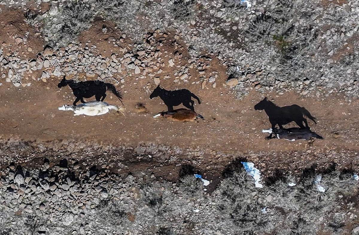 Sönmüş yanardağ Karacadağ'da karların erimesiyle yaylalara çıkan yılkı atları dronla...