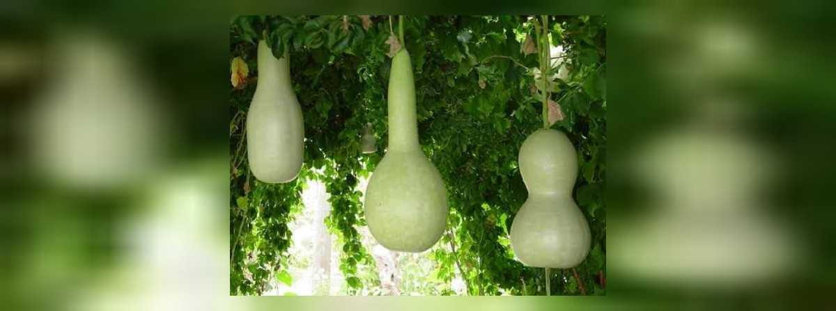 su kabağı kurutma yöntemi