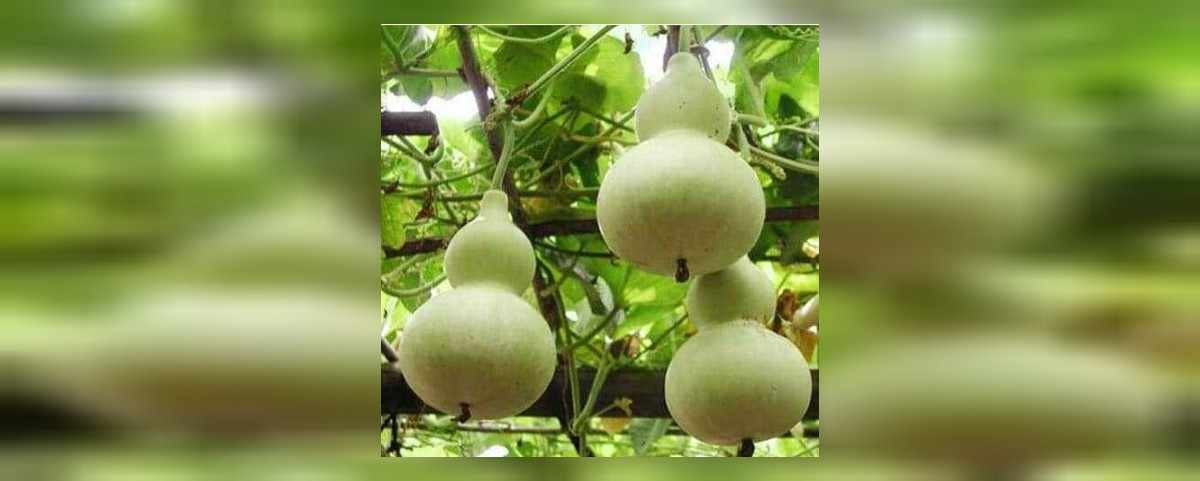 su kabağı nasıl kurutulur
