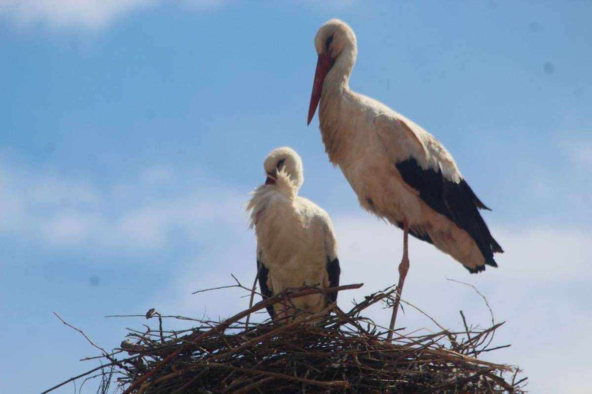 SULAK ALANLARI İLE BİRLİKTE ÖNEMLİ GÖÇ ALANLARINDAN OLAN AYDIN HER YIL ÇOK SAYIDA LEYLEĞE EV...
