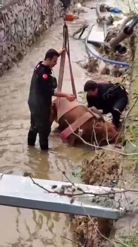SULAMA KANALINA DÜŞEN İNEĞİ İTFAİYE KURTARDI