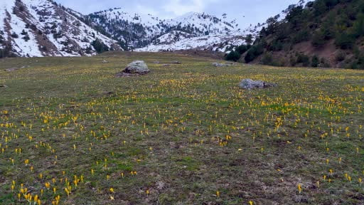 Süleymaniye'de renk cümbüşü: Sarı ve mor çiğdemler açtı