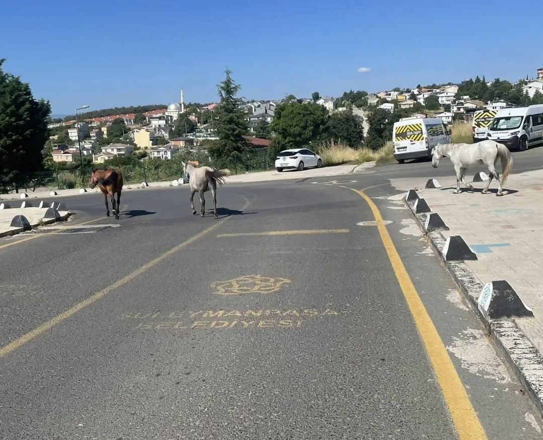 SÜLEYMANPAŞA İLÇESİNDEKİ TOKİ KONUTLARI ÇEVRESİNDE DOLAŞAN BAŞIBOŞ ATLAR, MAHALLE SAKİNLERİNİN...