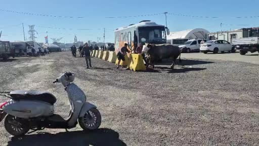 Sultangazi kurban pazarında kaçan boğa paniği