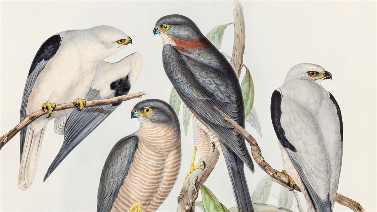 Suna ve İnan Kıraç Vakfı Pera Müzesi, Türkiye'nin çeşitli bölgelerindeki kuş seslerini...