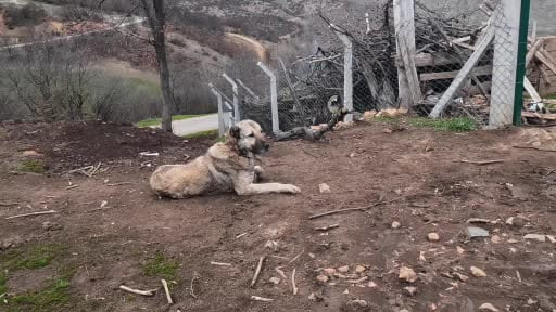 Sürünün muhafızı çoban köpekleri, çobanlara can dostu oluyor
