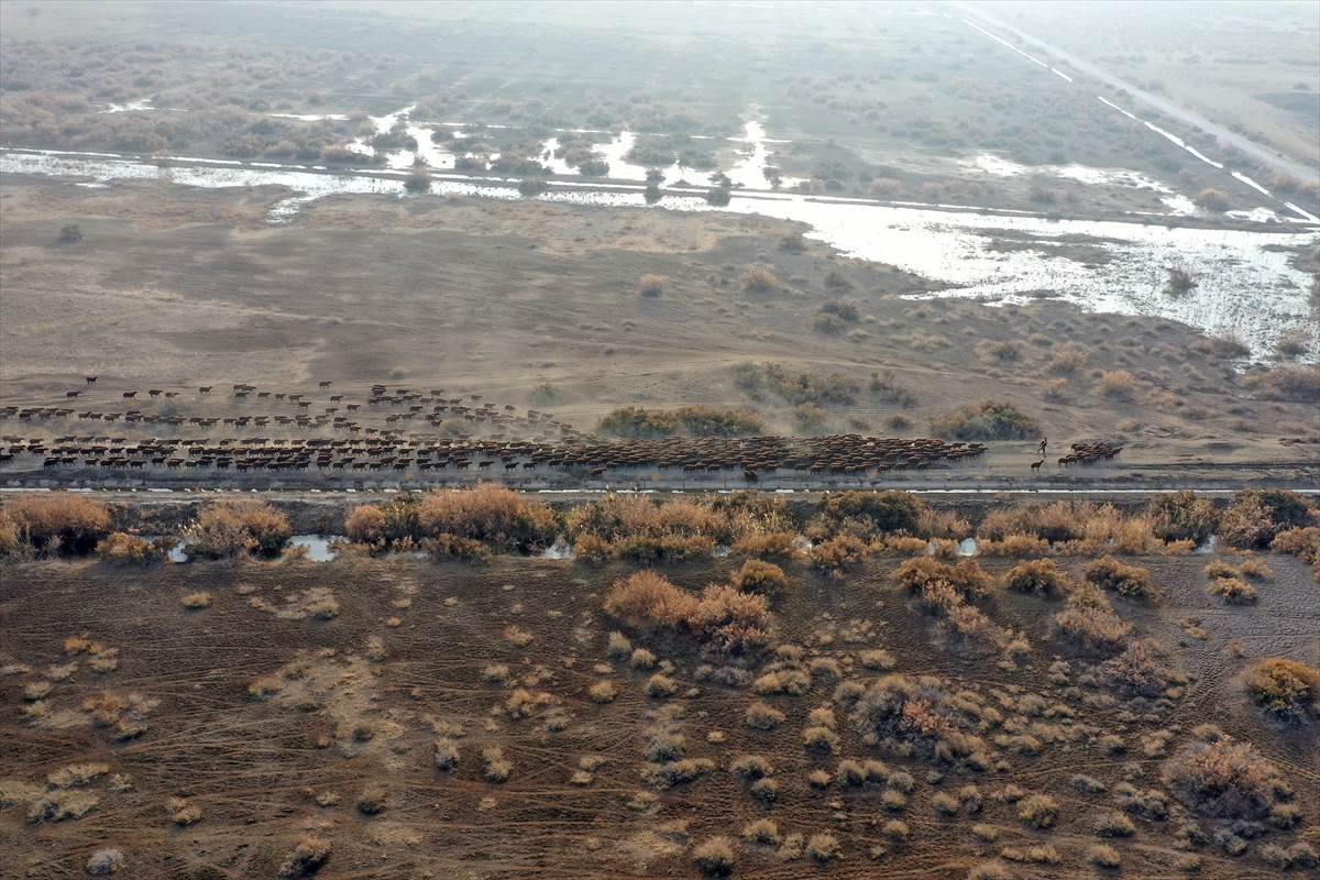 Tarım İşletmeleri Genel Müdürlüğüne (TİGEM) bağlı Iğdır'daki işletmede yetiştirilen morkaraman...