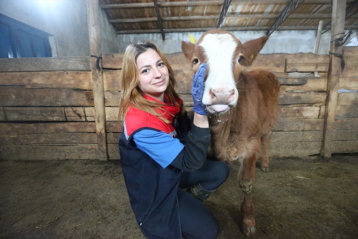 Tarım ve hayvancılığın lokomotif illerinden Kars’ta, hayvancılıkta verimi artırmak amacıyla...
