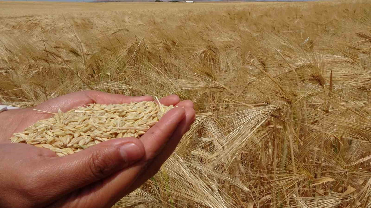 TARIM VE HAYVANCILIK YAPAN ÜRETİCİ İBRAHİM TAMER’İN TARLASINDA DÜZENLENEN ARPA HASADINA YOZGAT...