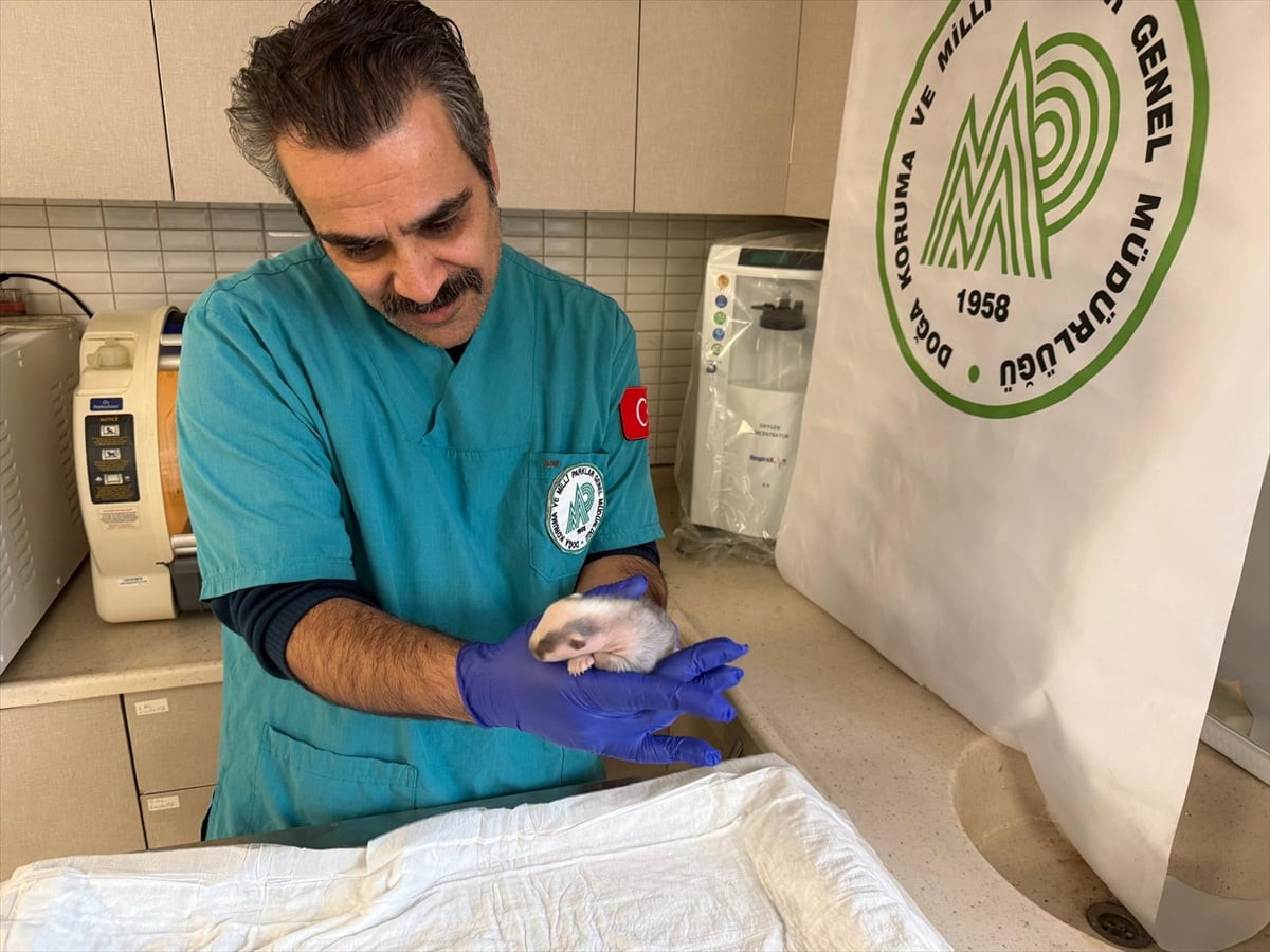 Tarım ve Orman Bakanlığı Doğa Koruma ve Milli Parklar (DKMP) Genel Müdürlüğü, Balıkesir'in...