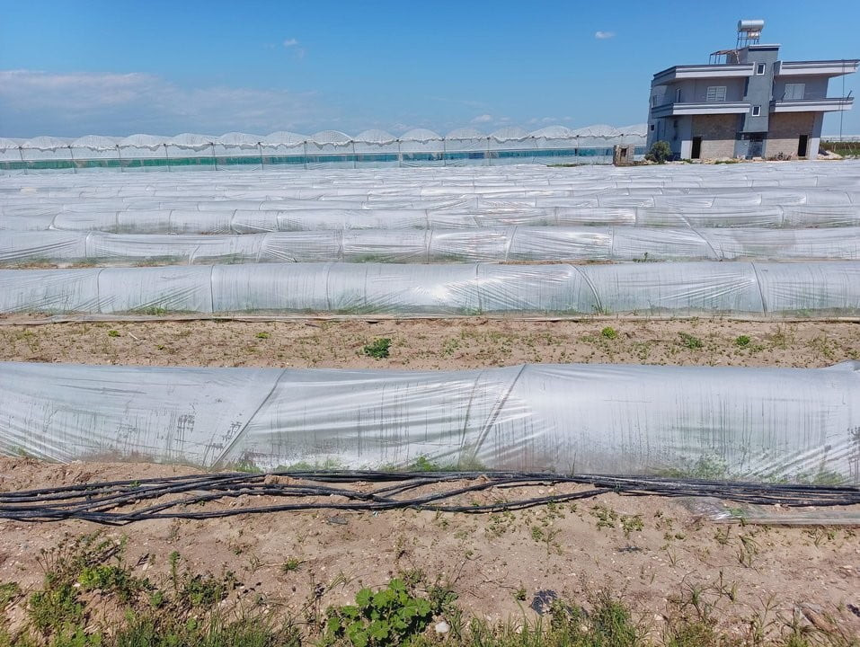 TARIM VE ORMAN BAKANLIĞI TARAFINDAN BİR ÇİFTÇİNİN KIVIRCIK MARULLARINI SATAMADIĞI İÇİN ÜRÜNLERİN...