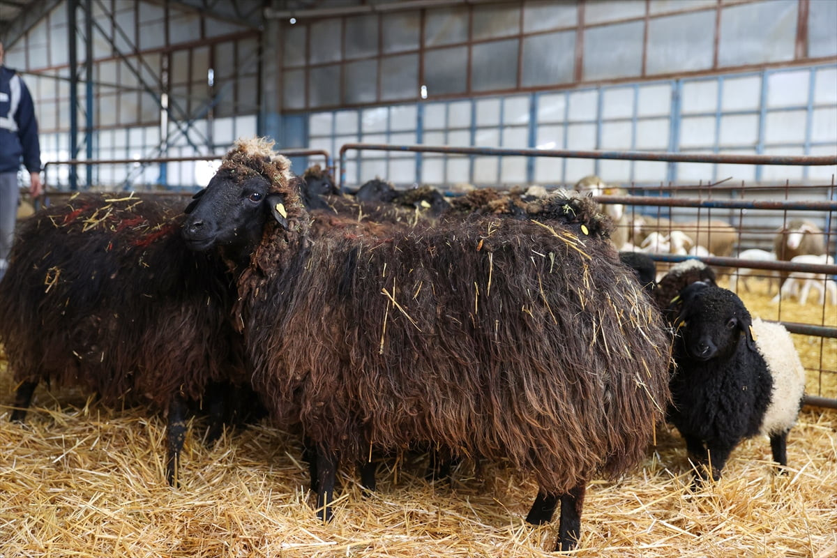 Tarım ve Orman Bakanlığı Tarımsal Araştırmalar ve Politikalar Genel Müdürlüğü (TAGEM) Bahri Dağdaş...