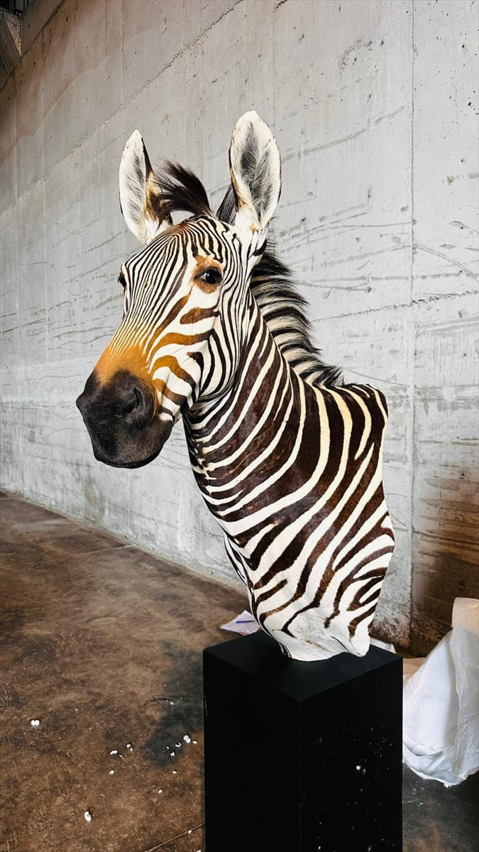 Tarım ve Orman Bakanlığınca, Trabzon Limanı'nda, aralarında aslan, Nil timsahı, dağ zebrası ve su...