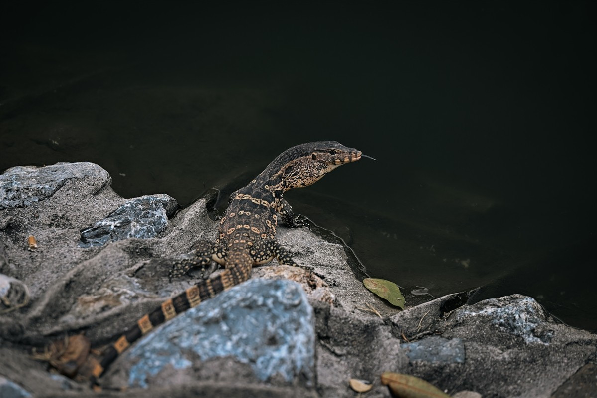 Tayland’ın Nakhon şehrinin merkezindeki "Suan Rak Parkı" nehir kenarındaki konumu, kutsal yapıları...