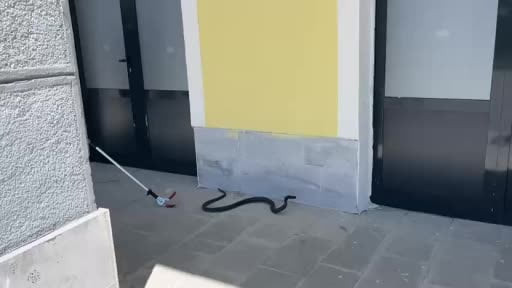 TCDD hizmet binasına giren yılan paniğe neden oldu