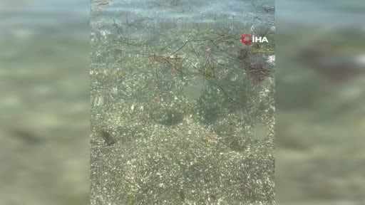 Tekirdağ sahilinde kahverengi pusula deniz anaları görüldü