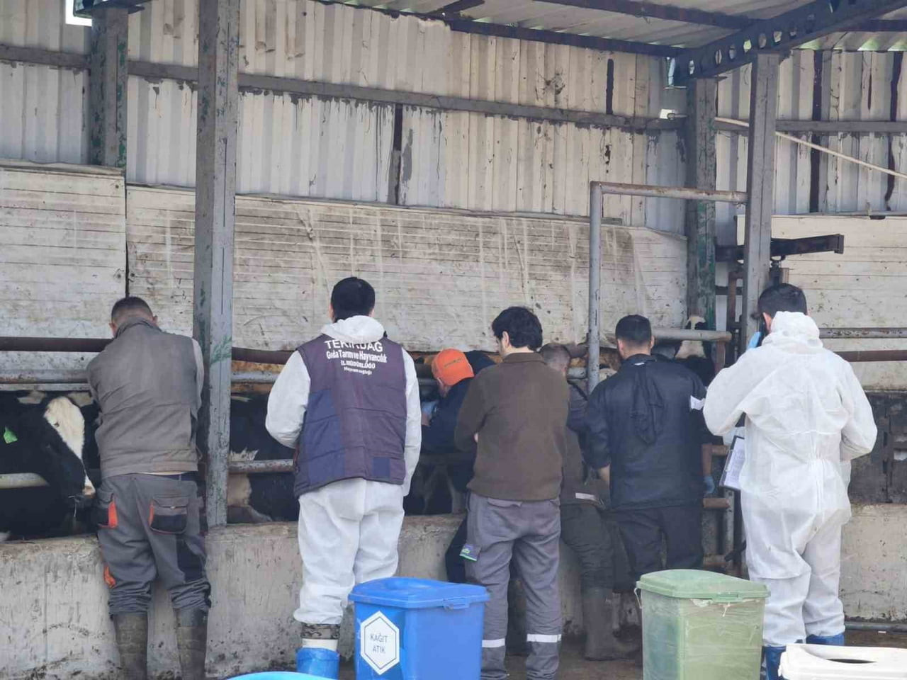 TEKİRDAĞ'DA İTHAL DAMIZLIK HAYVANLARDAN ALINAN KAN NUMUNELERİ HASTALIK RİSKLERİNE KARŞI ANALİZ...