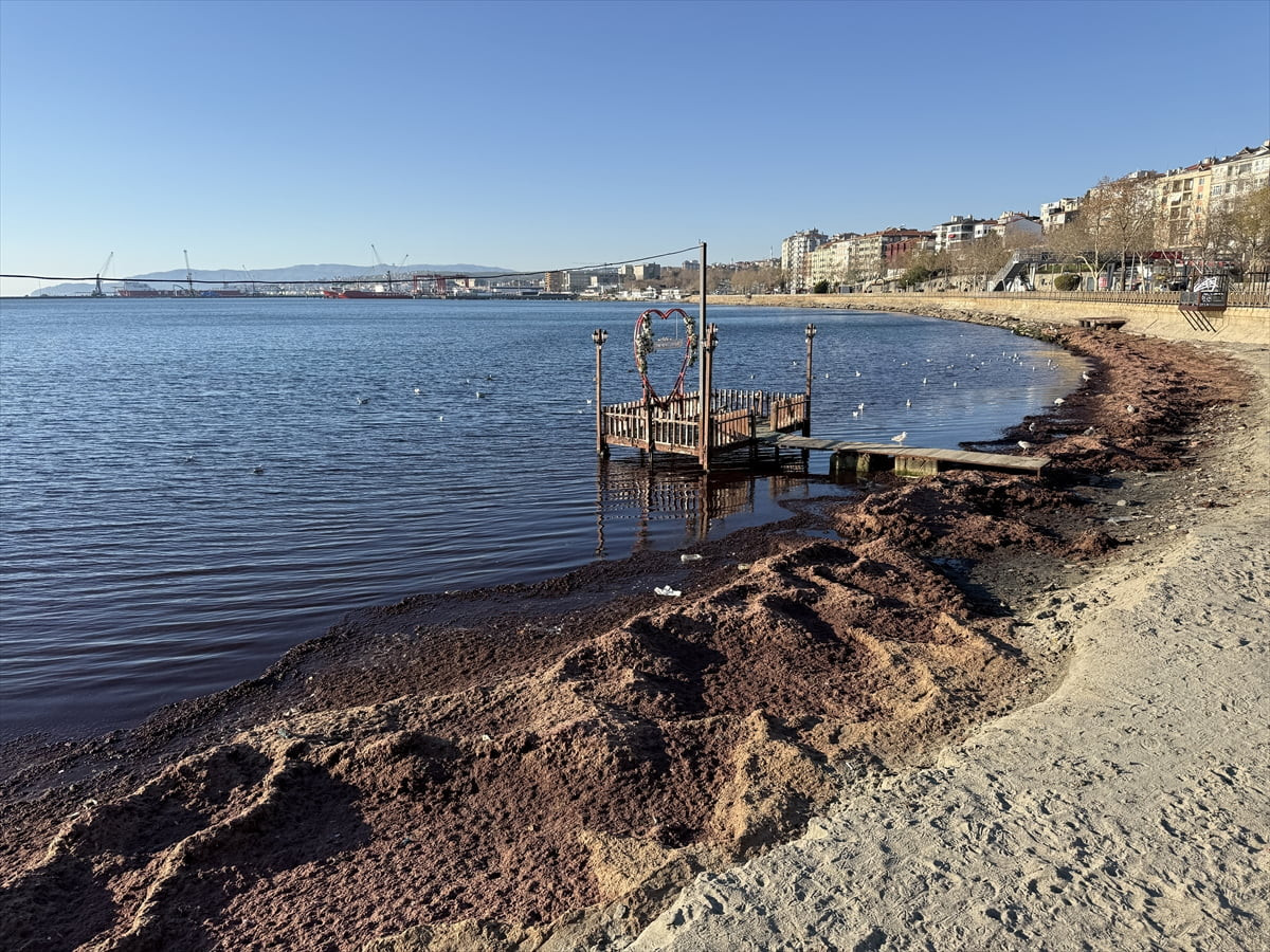 Tekirdağ'da kuvvetli rüzgar nedeniyle sahilin bir kısmı kırmızı yosunla kaplandı.