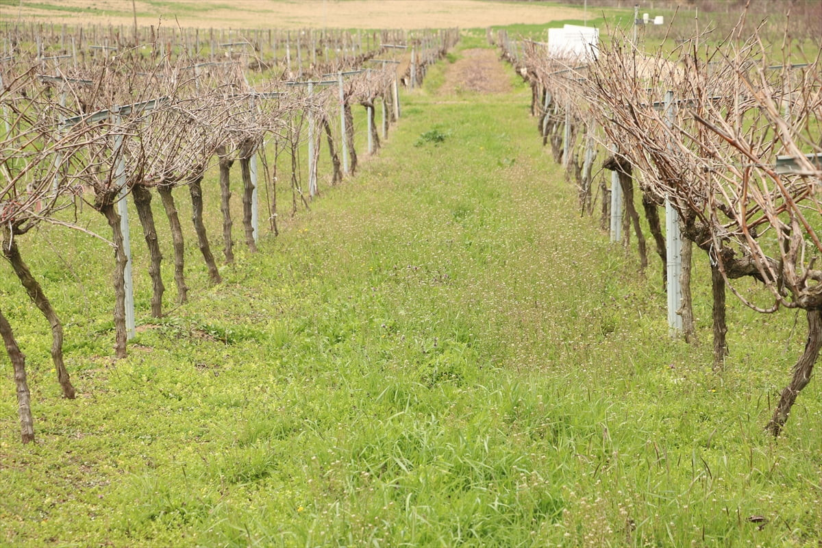 Tekirdağ'da melezleme ve ıslah çalışmaları sonucu geliştirilen "Gün Işığı" adlı üzüm çeşidinin...