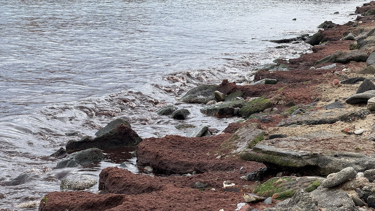 Tekirdağ'da üç gündür etkisini gösteren kuvvetli rüzgar nedeniyle sahilin bir kısmı kırmızı...