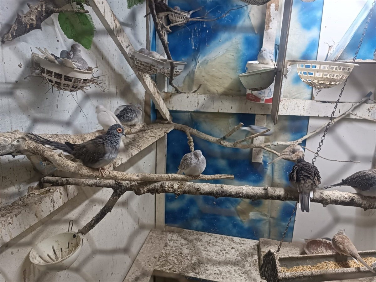 Tekirdağ'da yasa dışı yollarla yurda getirildiği belirlenen 7 papağan ile 45 kumru koruma altına...