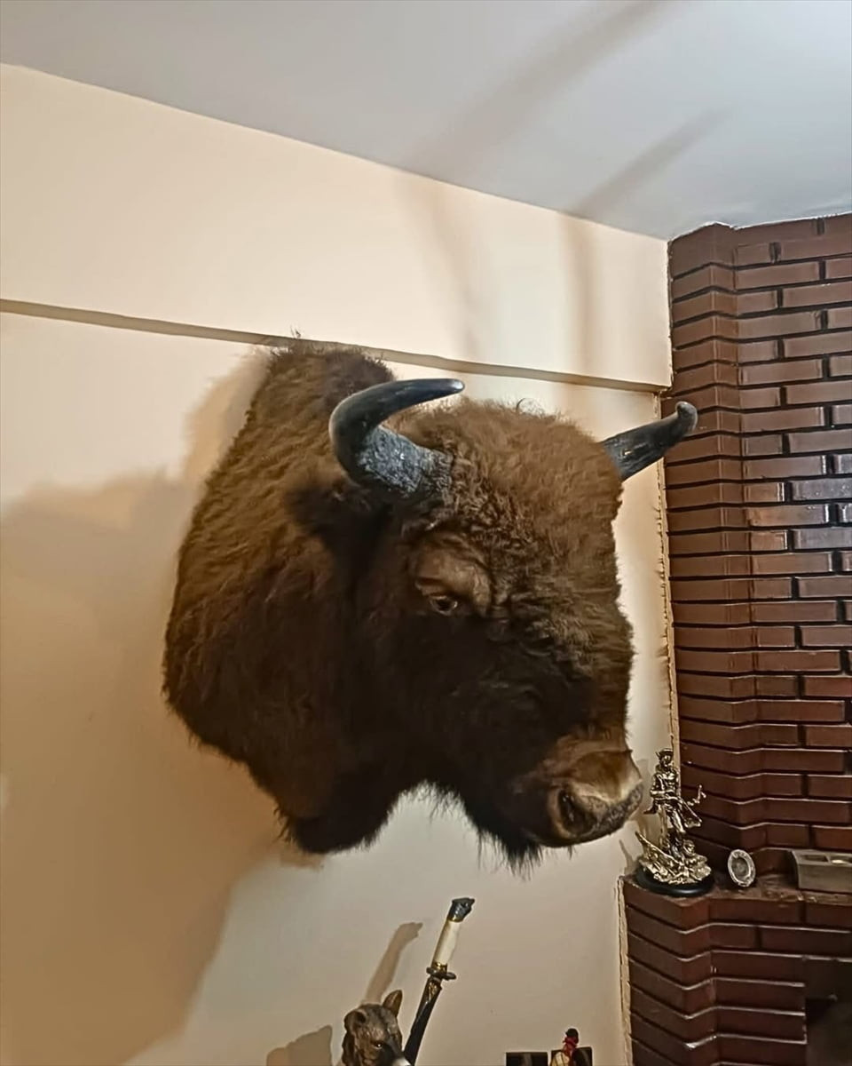 Tekirdağ'ın Saray ilçesinde bir evde, çeşitli yabani hayvanlara ait tahnit ve trofelerden (avlanan...