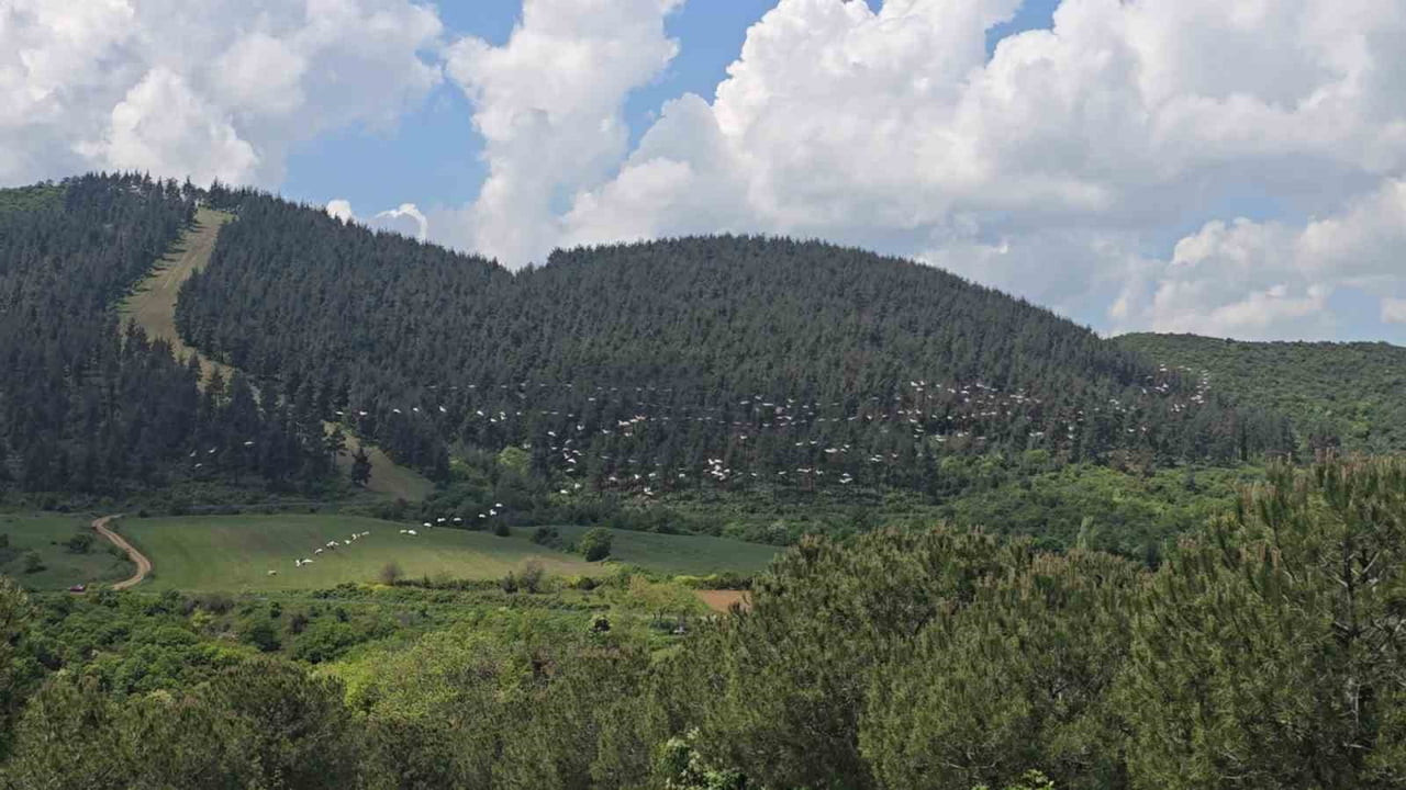 TEKİRDAĞ'IN ŞARKÖY İLÇESİNDE GÖKYÜZÜNDE TOPLU HALDE UÇAN PELİKANLAR, OLUŞTURDUKLARI MANZARAYLA...