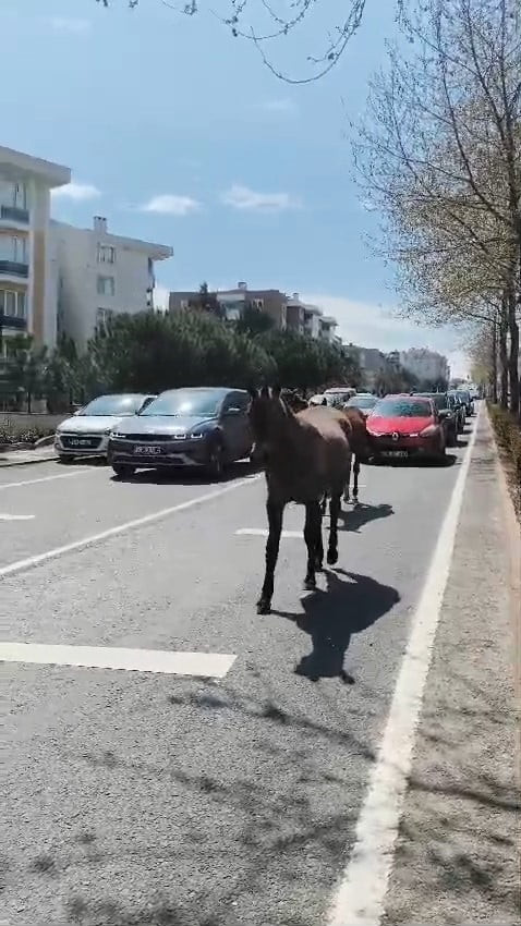 TEKİRDAĞ'IN SÜLEYMANPAŞA İLÇESİNDE BAŞIBOŞ DOLAŞAN ATLAR TRAFİKTE AKSAMALARA NEDEN OLARAK...