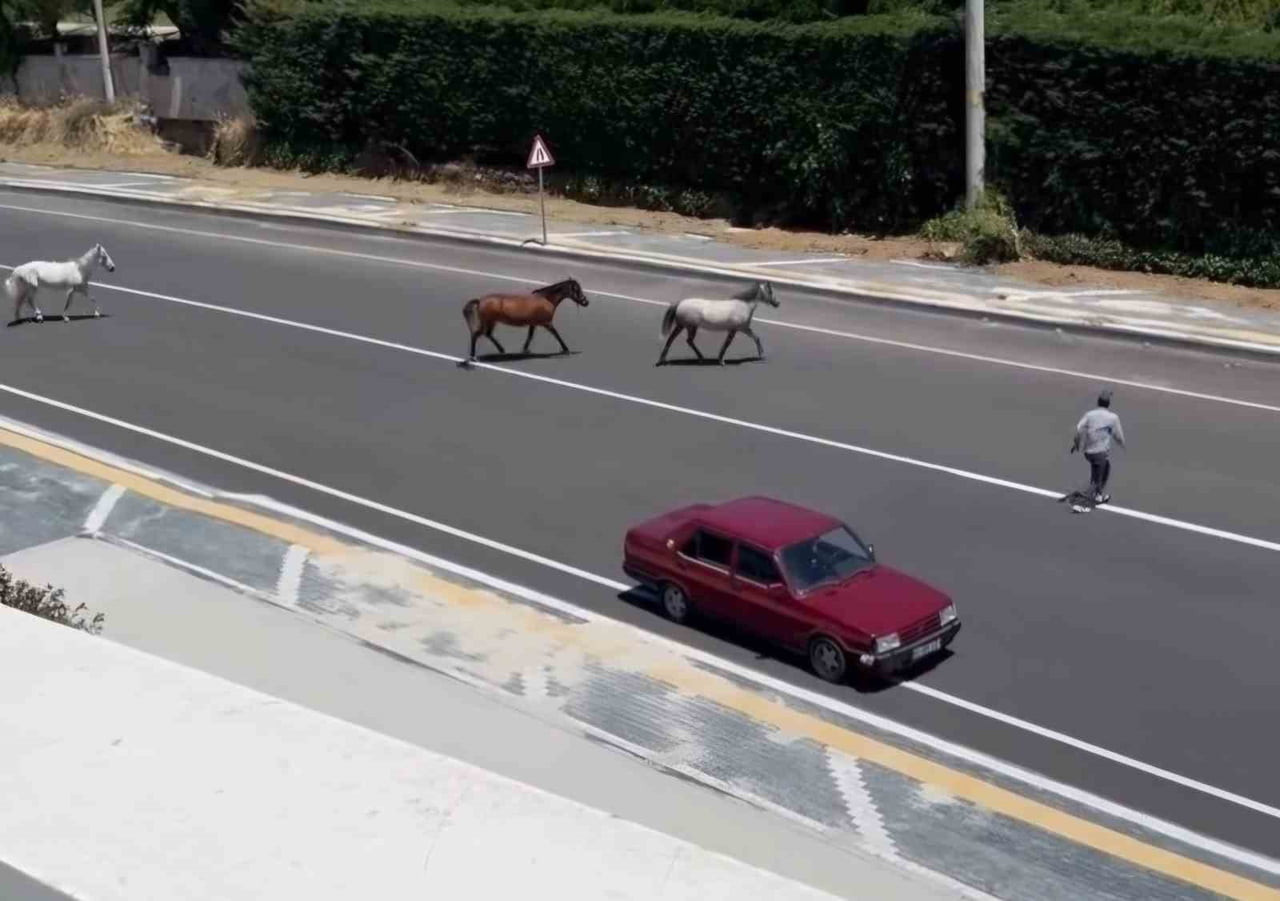 TEKİRDAĞ'IN SÜLEYMANPAŞA İLÇESİNDE BAŞIBOŞ HALDE YOLDA DÖRTNALA KOŞAN ATLAR, OLASI BİR FACİAYA...