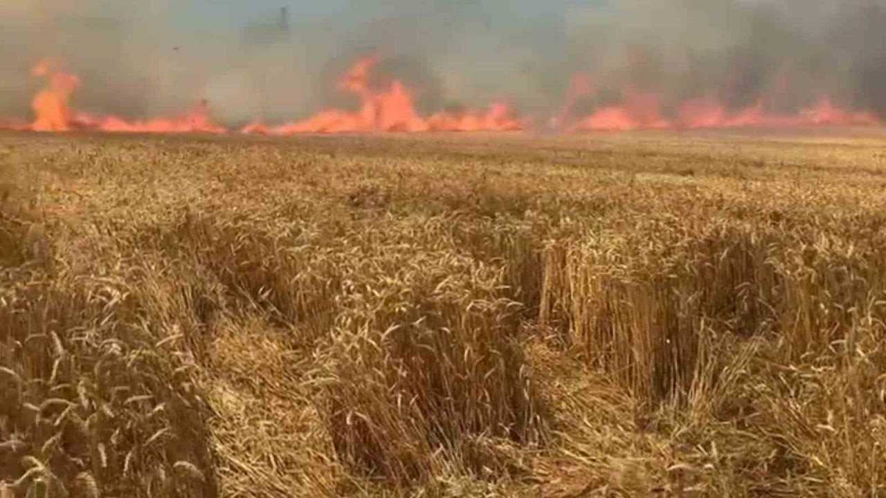 TEKİRDAĞ'IN SÜLEYMANPAŞA İLÇESİNDE ÇIKAN YANGINDA YAKLAŞIK 100 DEKAR BUĞDAY EKİLİ ALAN YANARAK...