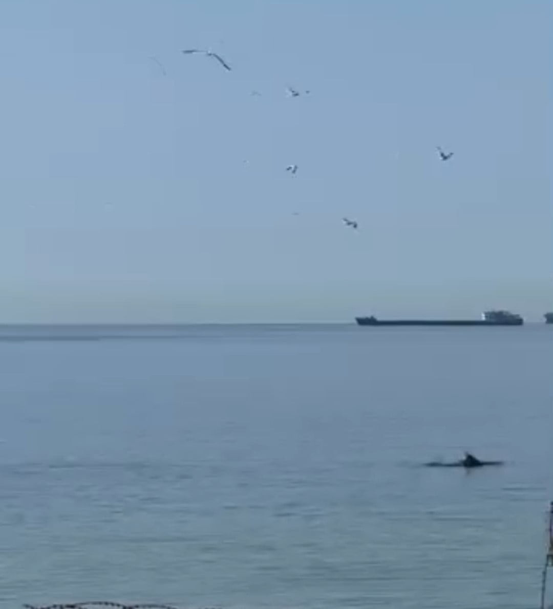TEKİRDAĞ'IN SÜLEYMANPAŞA İLÇESİNE BAĞLI ALKAYA SAHİLİ AÇIKLARINDA ORTAYA ÇIKAN YUNUSLAR, CEP...