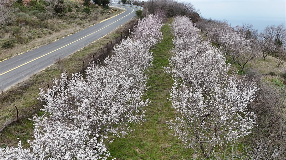Tekirdağ’da Ganos Dağı eteklerinde badem ağaçlarının çiçek açması doğaya renk kattı.