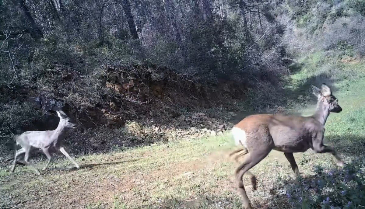 TEKİRDAĞ’DA GANOS DAĞI ETEKLERİNDEKİ ORMANLIK ALANA YERLEŞTİRİLEN FOTOKAPAN, DOĞAL YAŞAMIN DİKKAT...