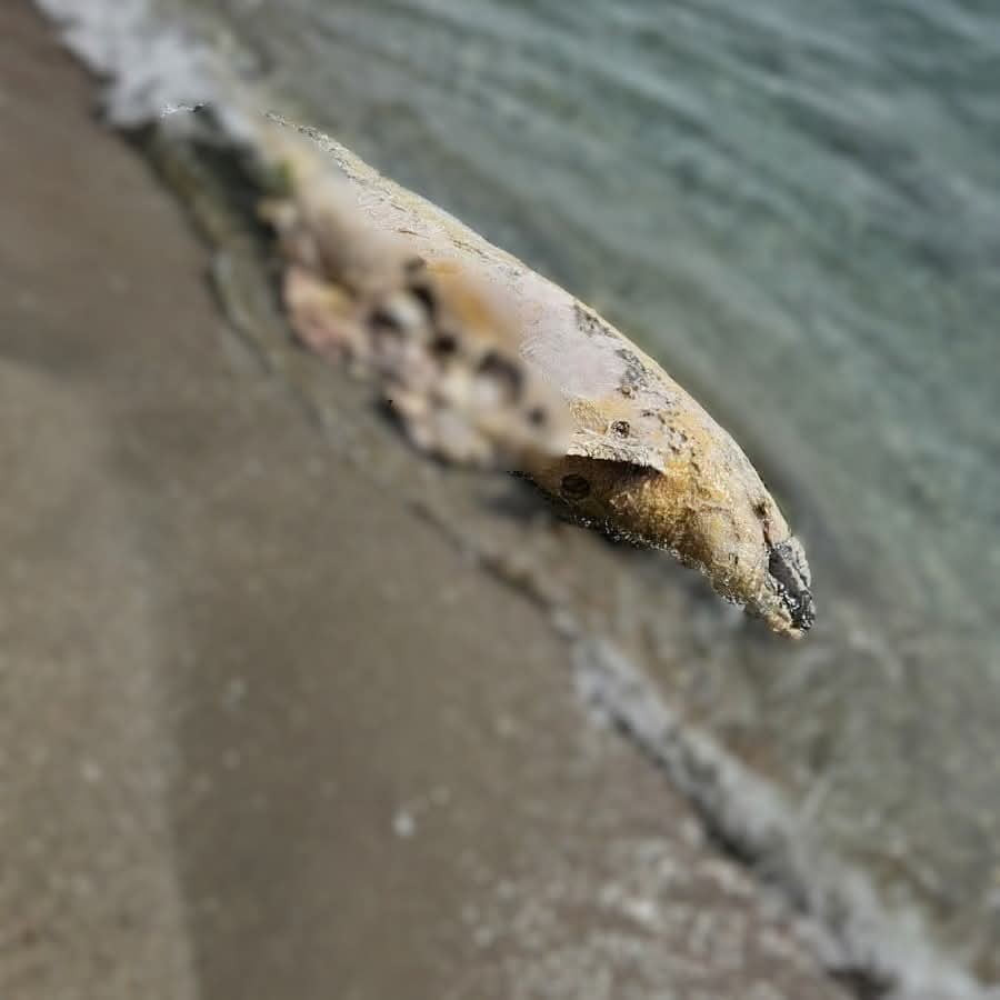 TEKİRDAĞ’IN YENİCE SAHİLİNE VURMUŞ HALDE BULUNAN ÖLÜ YUNUS BALIĞI, EKİPLER TARAFINDAN İNCELENEREK...