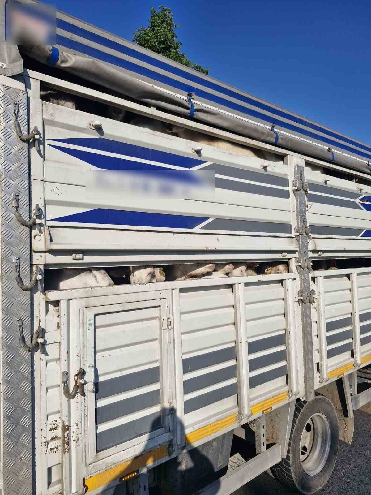 TEM OTOYOLU'NDA GERÇEKLEŞTİRİLEN DENETİMLERDE KAÇAK 126 ADET KURBANLIK HAYVAN ELE...