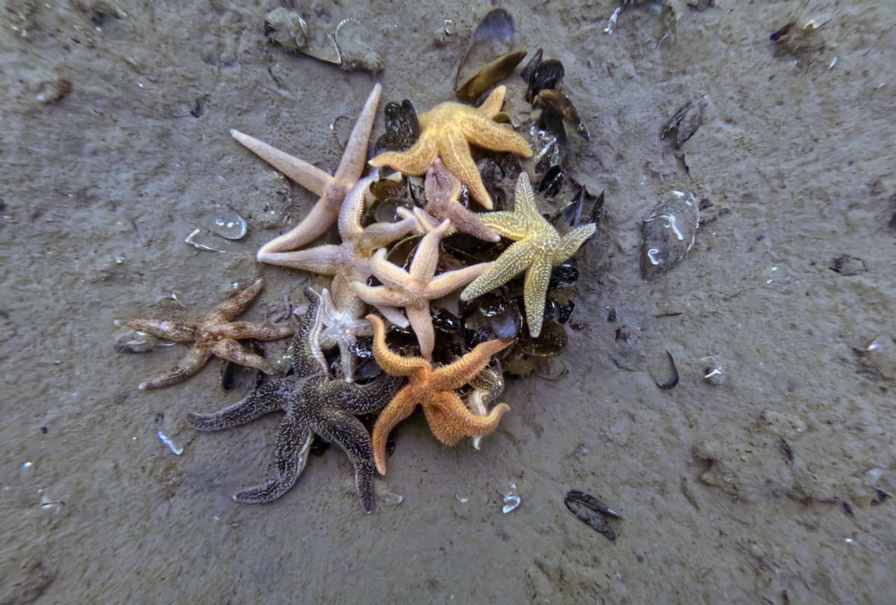 TEMİZLİĞİN ARDINDAN OKSİJEN SEVİYESİNİN ARTTIĞI KÖRFEZDE YUNUSLAR, KIRLANGIÇ BALIKLARI VE KALAMAR...