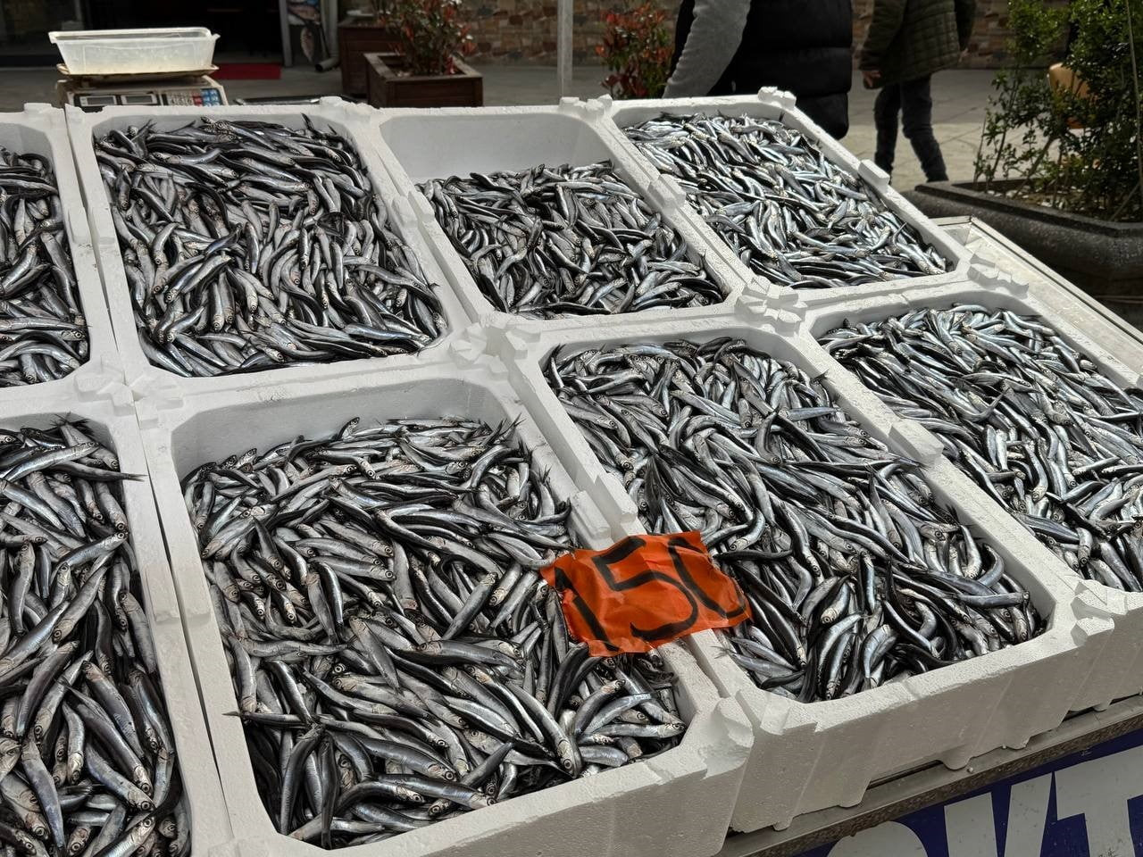 TEZGAHTAKİ BALIKLAR