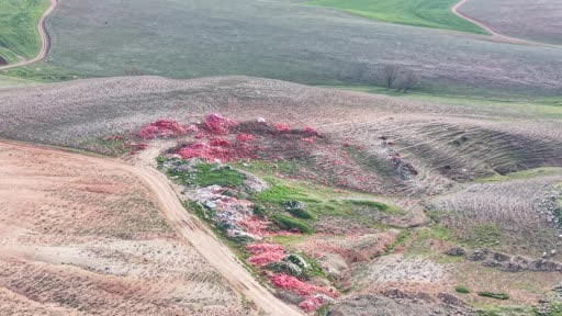 Ticaret Bakanlığı, Ankara’da boş araziye dökülen soğanlar için çalışma başlattı