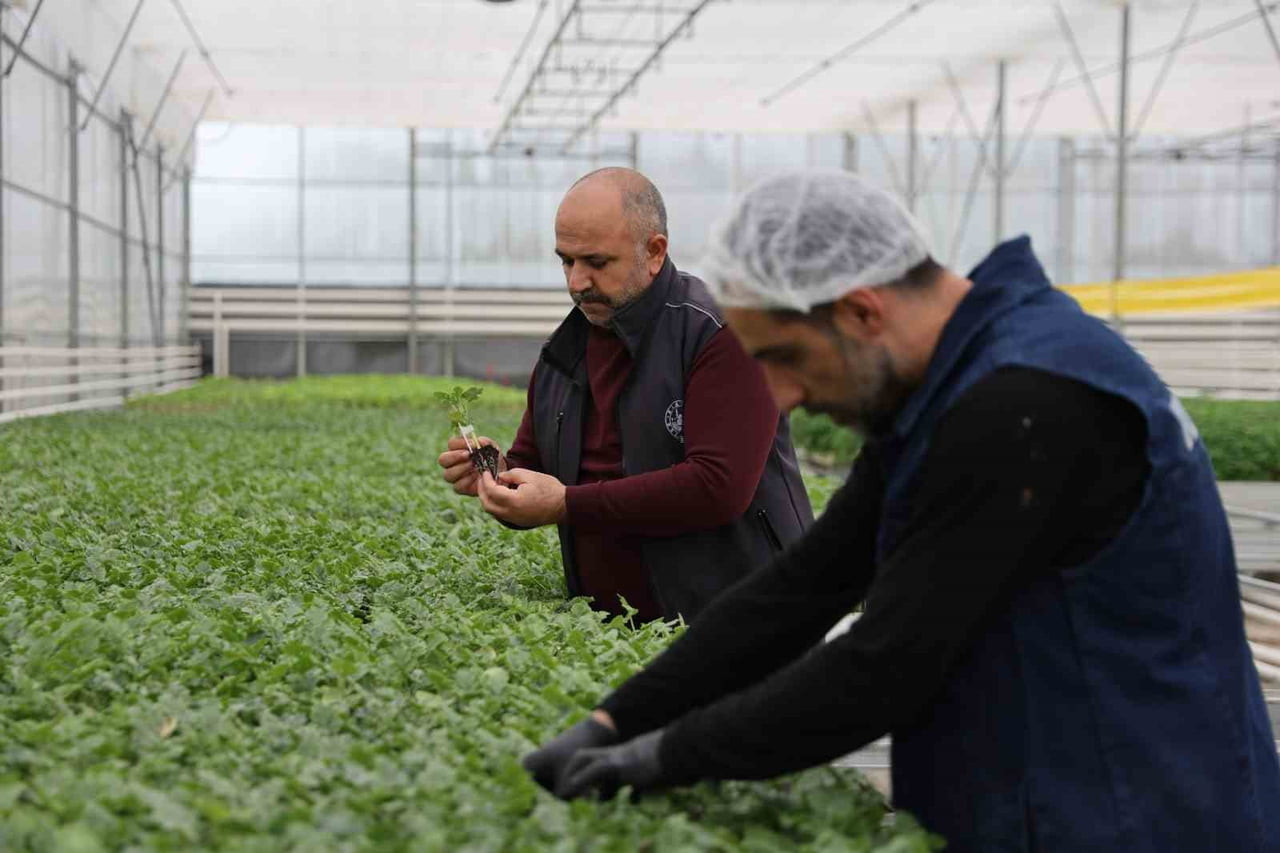 TOHUMLARIN TOPRAĞA ÇALIŞANLAR TARAFINDAN EKİLMESİ